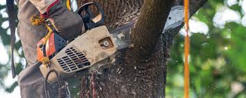 Best Tree Removal  in Moundville, AL